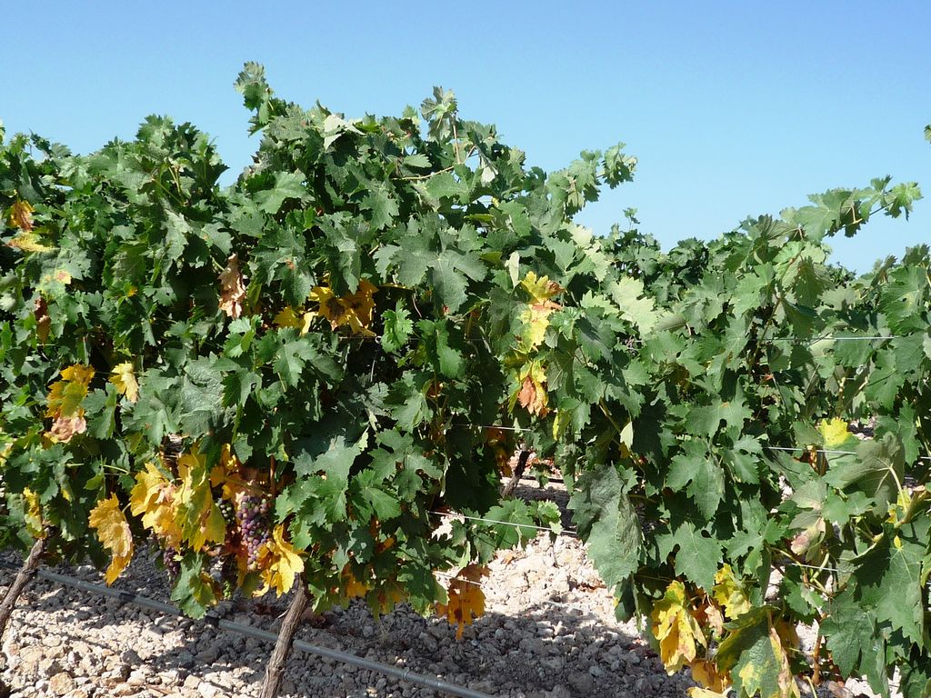 Herdade